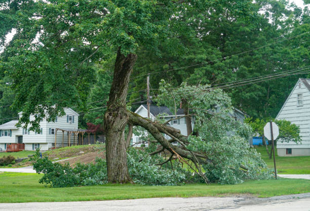 Best Emergency Tree Removal  in Prosperity, WV